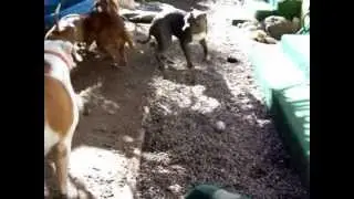 Communication among a Pack of former Deathrow dogs