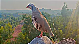 chakor call | chakor voice | national birds voice