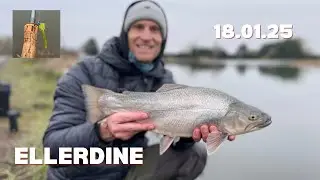 #28 ELLERDINE // WINTER // Fly Fishing Trout - all species - at the best UK Stillwater 18.01.25