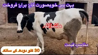 Most Beautiful 30 Kg Record Milk Cow For Sale in Pinjab Buffalo Tv 03427770977 .31 December 2025