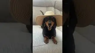 Country singing dachshund