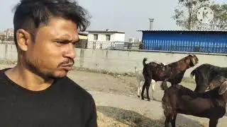 Deonar Bakra Mandi new update Abu road bakra#viral #govandi #mumbai +91 93728 98500