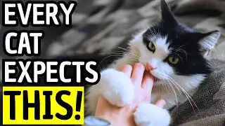 12 Cat Secrets That Make Your Cat Trust You Instantly!