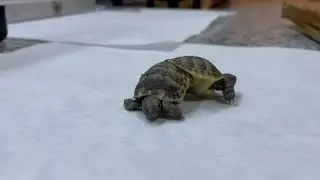 Tourist Shocked After Finding Two-Headed Tortoise Stumbling Around By A Famous Turkish Hot Spring
