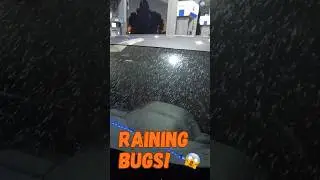 Насекомые льются дождем!