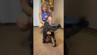 In this video, I demonstrates how to teach the sit command to a 10-week-old puppy using a &lsquo;magnet