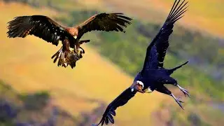 CONDOR ANDINO vs EAGLE REAL | Who would win? | EPIC VERSUS 🦅