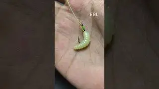 How to Put Bait on a Hook #insects #fishing #fish