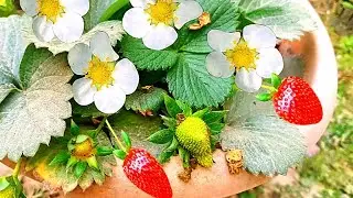 স্ট্রবেরি গাছের জালি নষ্ট হওয়া রোধ করুন। Strawberry tree caring.#gardening #strawberry 🍓🍓#viral 