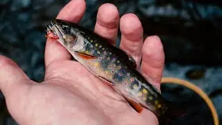 Tenkara Fly Fishing For Wild Brook Trout Deep In The Mountains