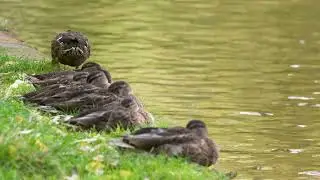 Wildlife on The Monmouthshire & Brecon Canal | BEACON PARK BOATS