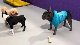 A Day at PawPals | Perth Dogs Living Their Best Life