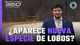 &iquest;Una Nueva Especie Animal aparece? &iquest;De qu&eacute; se trata? 🚨