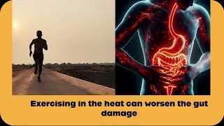 Heat and exercise impact on the gut