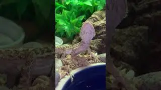 Bearded Dragon Feeding