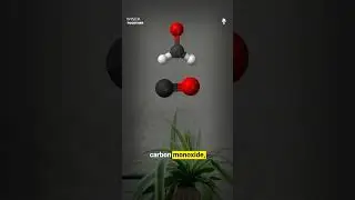 This Plant Works Better Than an Air Purifier! 😱 | Wiser Together