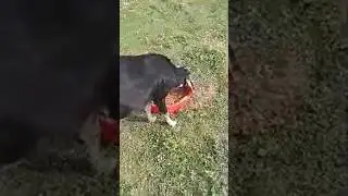 Live  খড় খাচ্ছে সবাই। #goatfarming #whitegoat #beautifullgoats #goatfarmingbusiness #farming #cow