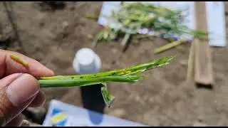double force untuk ulat bawang merah . PT Zhengbang Crop protection indonesia