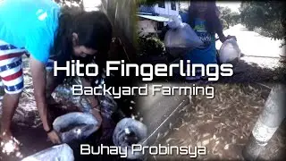 HITO FINGERLINGS | BACKYARD FARMING | BUHAY PROBINSYA