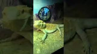 Big time face shedding Bearded Dragon Content