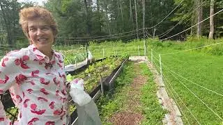 Episode 12 - Behind the Scenes: Wolfeboro&rsquo;s Volunteer-Powered Food Pantry Garden