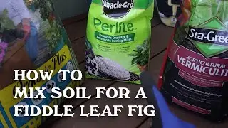 How to mix soil for a Fiddle Leaf Fig.