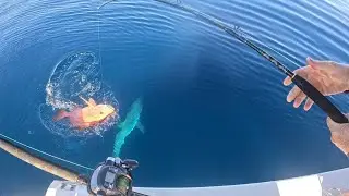 Nanny's, Cobia, Sharks & Jet Ski !!! #fishing #offshore #reef #fish #shark 