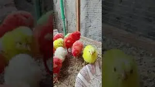 Beautiful Chicks just,,BORN,, Murgi hen Small Bird's For kids baby 🐥🐥🐥#henbabychicks #world #birds