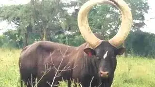 Big African cows #love #Ankole cows 
