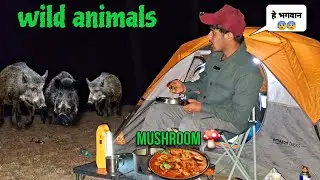 Night Camping in the Forest with Wild Animals #camping #wildanimals #outdoorcooking