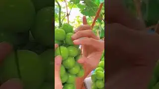💚🟢Green Grapes #yummy #viral #satisfying #fruit #cutting #grape #shorts #fyp #delicious #sweet #wow