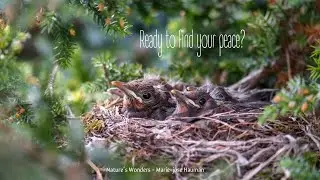 Nest of Peace #nestofpeace #natureswondersmariejosehauman #naturemusic #natureinspired #birds