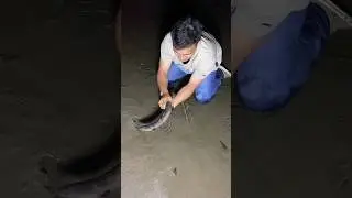 MONSTER EEL Catch Challenge! 🐉🎣 (2kg River Beast Eel fish catch) | Extreme Fishing Adventure