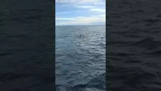 Whales in the Norwegian Sea,🐳🐳🐳