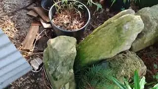  Bonsai Work on my Pine Tree ✂️ 🌳 