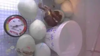 Blue Ameraucana hatching