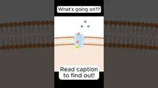 Sodium Potassium Pump (more info in description) #shorts #biology