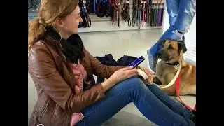 Dog Waits Outside Woman's Hotel Until She Adopts Him | The Dodo
