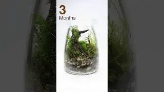 Mini scaped terrarium 3 months update