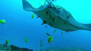 Protecting reef cleaning stations