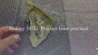 Biology 345 Lab: Practice Bone Practical
