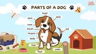 Learn the Parts of a Dog| Flashcards for Kids | English Vocabulary| Animal Body Parts