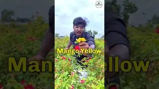 Rose Farming 🌹| ₹80-130/kg 🔥 | Agrotill | #farming #agriculture #shorts