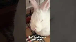Don&rsquo;t touch grass, sniff grass #shorts #gaming #touchgrass #bunnyasmr #bunny #gamingvideos #rabbit
