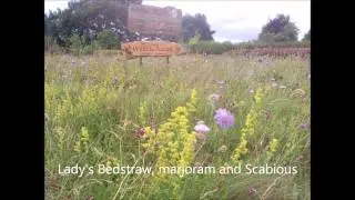 The Moat of Ard Scull Wildflower Meadow, sown with native Irish wildflower seeds.wmv