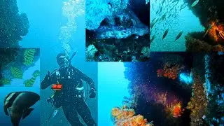Wonder Reef Scuba Diving