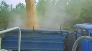Kukorica betakarítás Sióagárd CLAAS Lexion 550 2/2