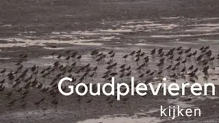 Goudplevieren kijken / Observing Golden Plovers #503