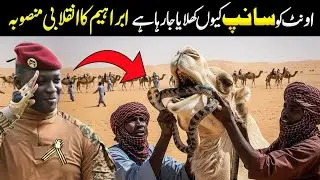 Ibrahim Traore's Shocking Plan Why He is Raising Millions of Camels ?