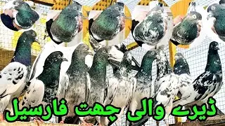 ڈیرے والے کبوتر فارسیل لوکیشن گجرات سرائے عالمگیر بھوانج جس نے لینے ہو رابطہ نمبر ہے 03255240630۔۔۔